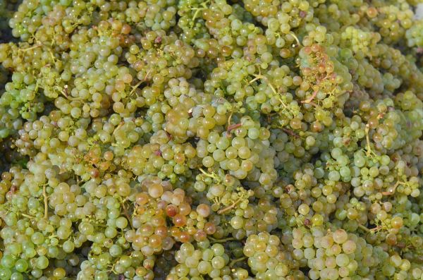 Resveratrol: Antioksidan Gücü ve Yaşlanma Karşıtı Destek