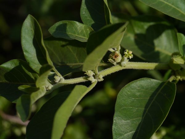 Ashwagandha: Strese Karşı Doğal Bir Adaptojen